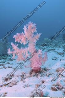 Corals 0038